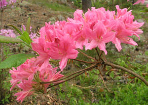 Rosy Lights