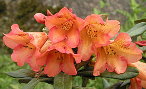 dichroanthum B&ouml;hmen
