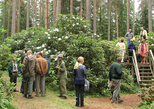 Ylt&ouml;isten Arboretum, Piikki&ouml;