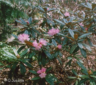 R. adenogynum