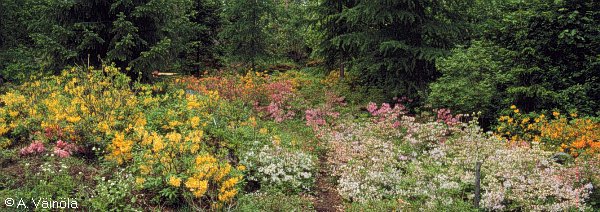 Azaleas at Arboretum Mustila