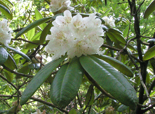 R. brachycarpum ssp. tigerstedtii