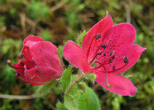 R. camtschaticum red