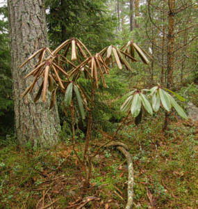 R. fortunei talvivaurioita