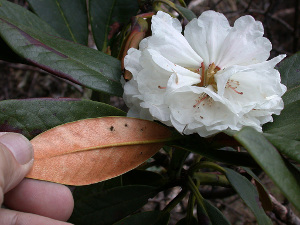 R. phaeochrysum