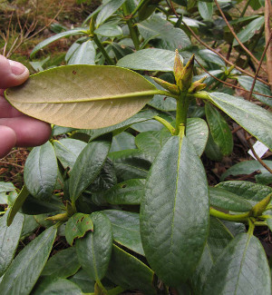 R. phaeochrysum var. agglutinatum